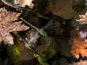 Boyeria cretensis - Cretan Spectre - Kretensisk flodmosaikslända