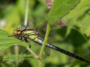 Brachytron pratense - Hairy Hawker - Tidig mosaikslända