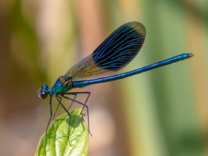 Calopteryx splendens - Banded Demoiselle - Blåbandad jungfruslända