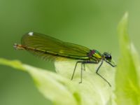 Calopteryx splendens female Gunnaröd, Eslöv, Skåne, Sweden 20130717-114