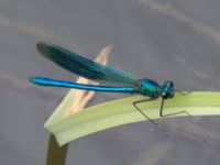 Calopteryx splendens male Fuktängen, Toarp, Malmö, Skåne, Sweden 20240525_146