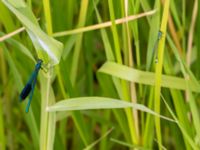 Calopteryx splendens male et Ischnura elegans male Toarpsdammen, Malmö, Skåne, Sweden 20150723_0111