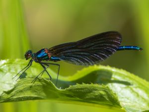 Calopteryx virgo - Beautiful Demoiselle - Blå jungfruslända