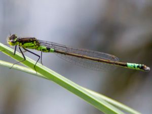 Coenagrion armatum - Dark Bluet - Griptångflickslända