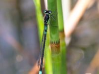 Coenagrion armatum ad male Hercules dammar, Kristianstad, Skåne, Sweden 20140525_0294