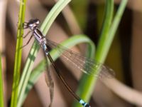 Coenagrion armatum juv female Dammen Norra Näs, Varberg, Halland, Sweden 20130517B-56