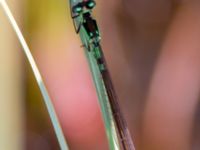 Coenagrion armatum male Dammen Norra Näs, Varberg, Halland, Sweden 20130517B_0020