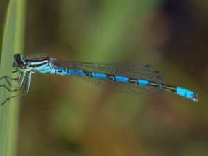 Coenagrion hastulatum - Spearhead Bluet - Spjutflickslända