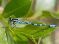 Coenagrion hastulatum Listarums grushed, Tomelilla, Skåne, Sweden 20130524-89