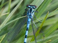 Coenagrion hastulatum male Damm Åsadal, Onslunda, Tomelilla, Skåne, Sweden 20130524-163