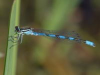 Coenagrion hastulatum male Damm Åsadal, Onslunda, Tomelilla, Skåne, Sweden 20130524-176