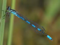 Coenagrion hastulatum male Damm Åsadal, Onslunda, Tomelilla, Skåne, Sweden 20130524B-184