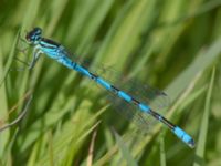 Coenagrion hastulatum male Damm Åsadal, Onslunda, Tomelilla, Skåne, Sweden 20130524B-196