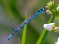 Coenagrion hastulatum male Damm Åsadal, Onslunda, Tomelilla, Skåne, Sweden 20130524B-224