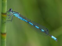 Coenagrion hastulatum male Damm Åsadal, Onslunda, Tomelilla, Skåne, Sweden 20130524B-230