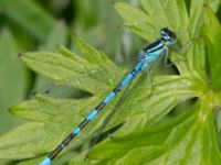 Coenagrion hastulatum male Damm Åsadal, Onslunda, Tomelilla, Skåne, Sweden 20130524B-250