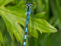 Coenagrion hastulatum male Damm Åsadal, Onslunda, Tomelilla, Skåne, Sweden 20130524B-253