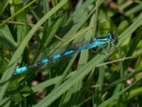 Coenagrion hastulatum male Damm Åsadal, Onslunda, Tomelilla, Skåne, Sweden 20130524B-287