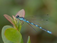 Coenagrion hastulatum male Väster-Sortmyran, Sävar, Umeå, Västerbotten, Sweden 20150706_0358