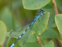 Coenagrion hastulatum male Väster-Sortmyran, Sävar, Umeå, Västerbotten, Sweden 20150706_0363