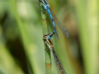 Coenagrion hastulatum male et female Damm Åsadal, Onslunda, Tomelilla, Skåne, Sweden 20130524B-192