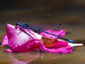 Coenagrion intermedium - Cretan Bluet - Kretensisk lyrflickslända