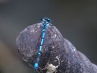 Coenagrion intermedium male Kabanos river, Crete, Greece 20130708B 081