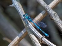 Coenagrion intermedium male Kabanos river, Crete, Greece 20130708C 061