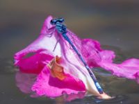 Coenagrion intermedium male Kabanos river, Crete, Greece 20130708C 079