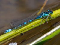 Coenagrion lunulatum Nemrut Dagi, Turkey 20120704B 283