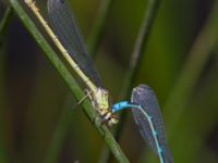 Coenagrion lunulatum Nemrut Dagi, Turkey 20120704B 371