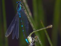 Coenagrion lunulatum Nemrut Dagi, Turkey 20120704B 396