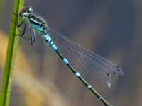 Coenagrion lunulatum male Damm Åsadal, Onslunda, Tomelilla, Skåne, Sweden 20130524B-232