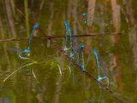 Coenagrion puella Bellevuedammen, Malmö, Skåne, Sweden 20140530_0070