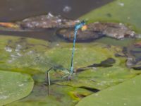 Coenagrion puella Fuktängen, Toarp, Malmö, Skåne, Sweden 20240525_160