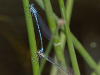 Coenagrion puella Skogholms ängar, Malmö, Skåne, Sweden 20240604_0047