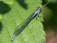 Coenagrion puella female A-skogen, Almåsa, Malmö, Skåne, Sweden 20240519_0039