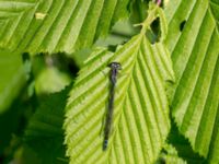 Coenagrion puella female Kummeln, Lyckeby, Karlskrona, Blekinge, Sweden 20170525_0230