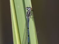 Coenagrion puella male Käglingre rekreationsområde, Malmö, Skåne, Sweden 20230521_0034