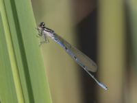 Coenagrion puella male Käglingre rekreationsområde, Malmö, Skåne, Sweden 20230521_0039