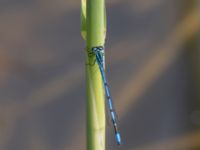 Coenagrion puella male Käglingre rekreationsområde, Malmö, Skåne, Sweden 20230521_0044