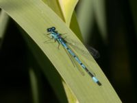 Coenagrion puella male Ribersborgsdammen, Ribersborg, Malmö, Skåne, Sweden 20220702_0108