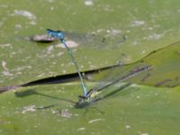 Coenagrion pulchellum Fuktängen, Toarp, Malmö, Skåne, Sweden 20240525_161