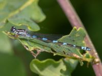 Coenagrion pulchellum Fuktängen, Toarp, Malmö, Skåne, Sweden 20240525_176