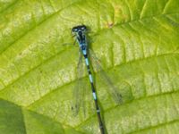 Coenagrion pulchellum Lilla dammen, Pildammsparken, Malmö, Skåne, Sweden 20240717_0101