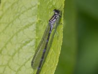 Coenagrion pulchellum Norra stigen, Toarp, Malmö, Skåne, Sweden 20240511_0218