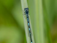 Coenagrion pulchellum Toarpsdammen, Malmö, Skåne, Sweden 20190621_0019