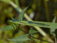 Coenagrion pulchellum Toarpsdammen, Malmö, Skåne, Sweden 20190621_0034