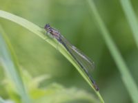 Coenagrion pulchellum Toarpsdammen, Toarp, Malmö, Skåne, Sweden 20240511_0157