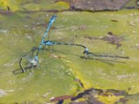 Coenagrion pulchellum et Coenagrion puella Fuktängen, Toarp, Malmö, Skåne, Sweden 20240525_157